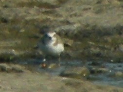 Kentish Plover - ML634512224