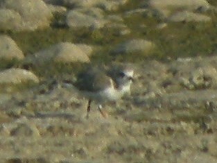 Kentish Plover - ML634512225