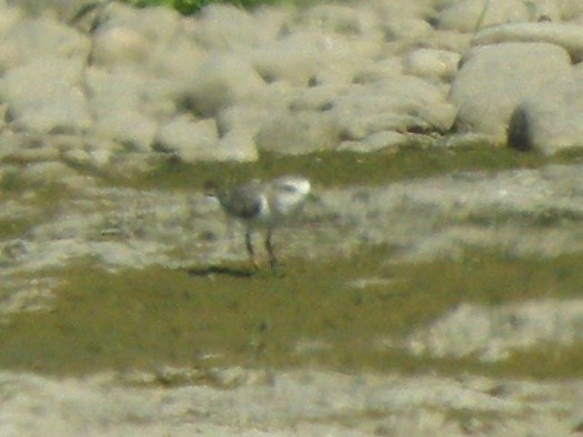 Kentish Plover - ML634512226
