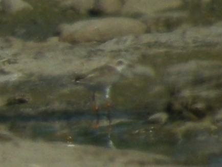 Kentish Plover - ML634512227