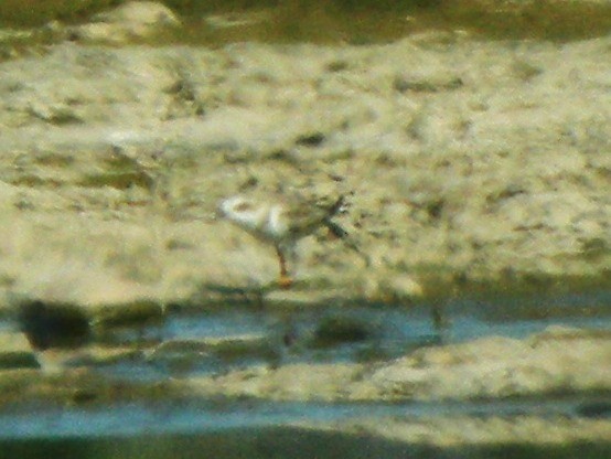 Kentish Plover - ML634512228