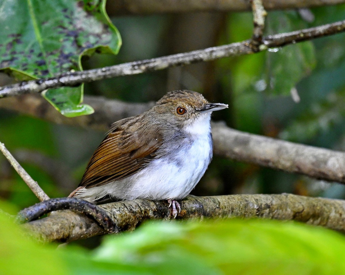 White-chested Babbler - ML634512349
