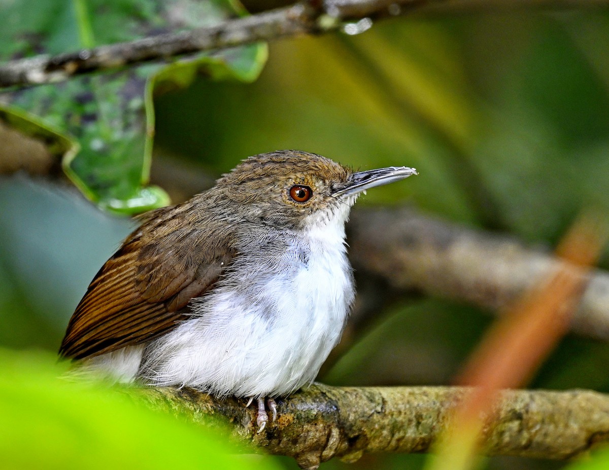 White-chested Babbler - ML634512350