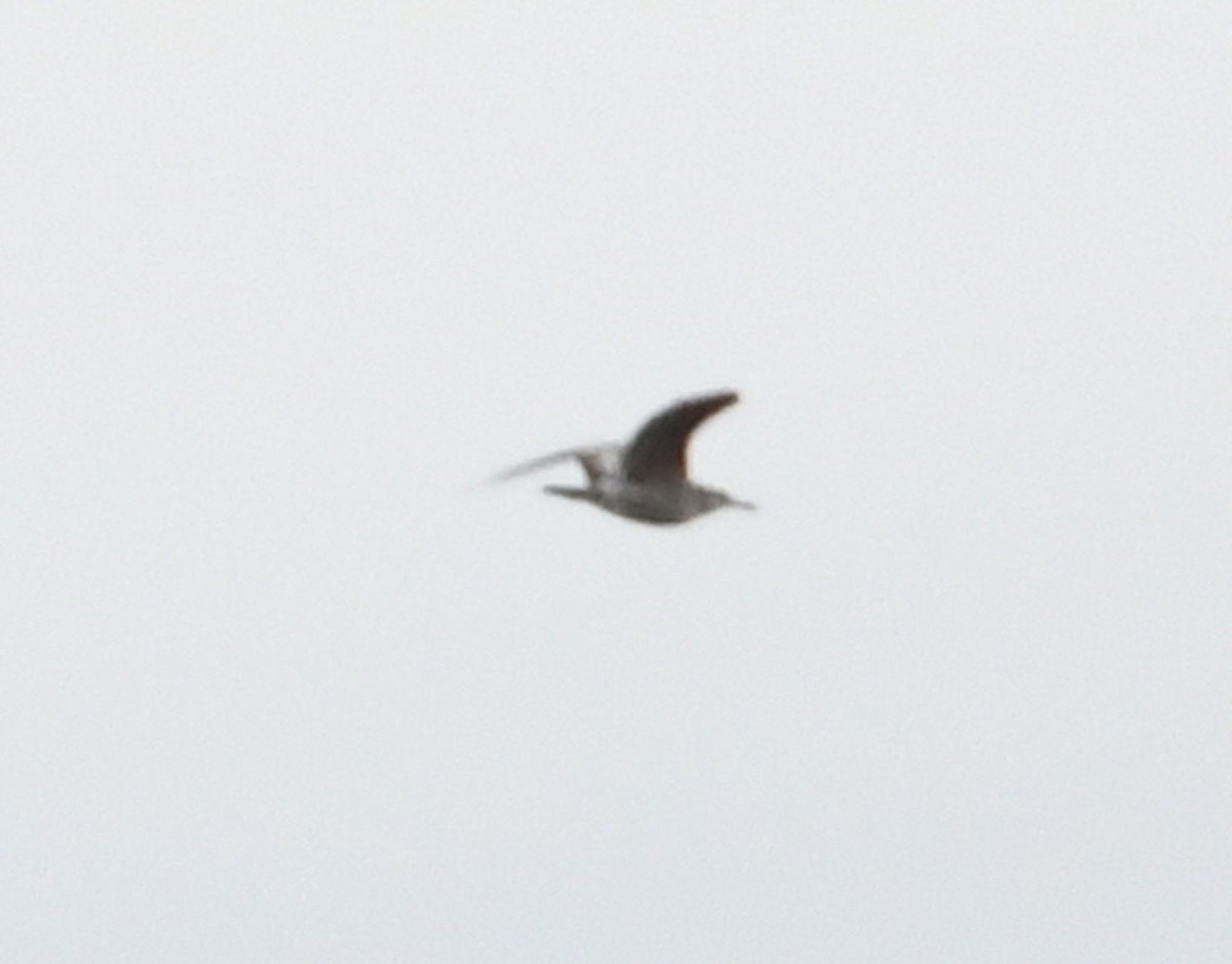 shorebird sp. - ML634512356