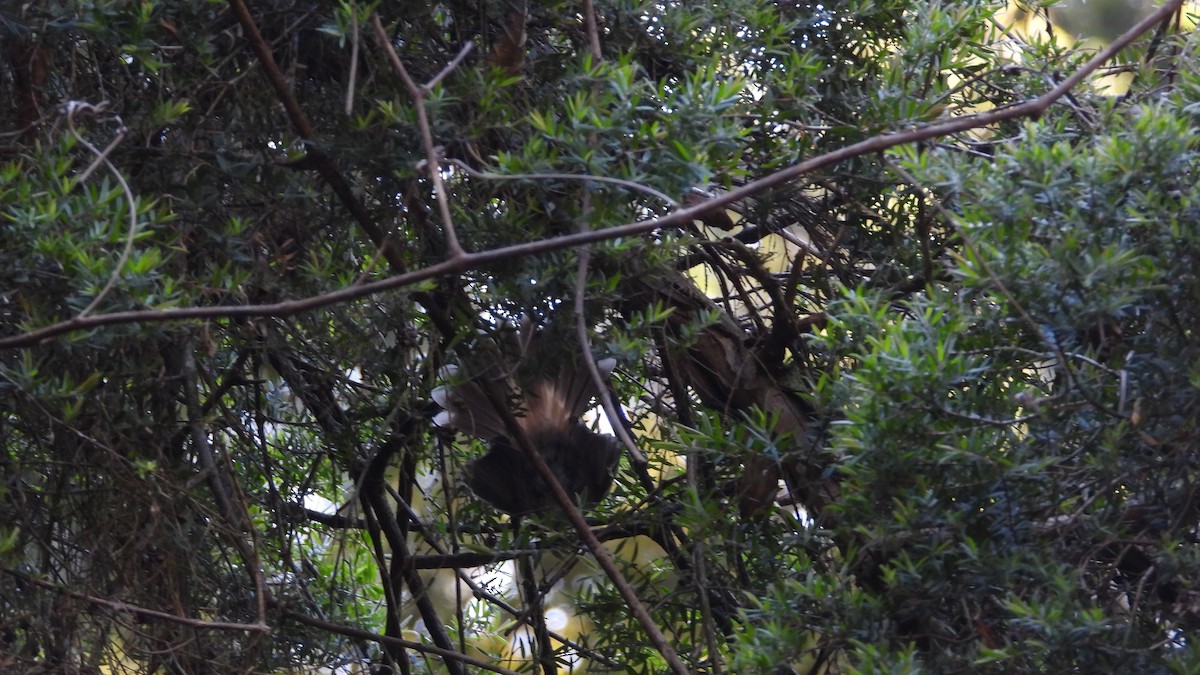 Australian Rufous Fantail - ML634512392