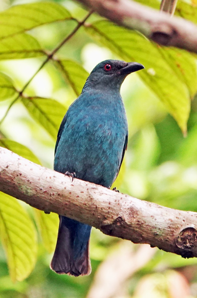 Asian Fairy-bluebird - ML634512393