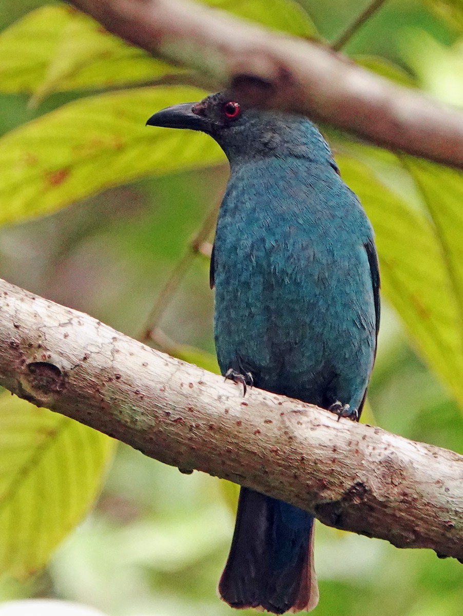 Asian Fairy-bluebird - ML634512395