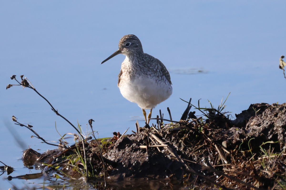 Solitary Sandpiper - ML634512405