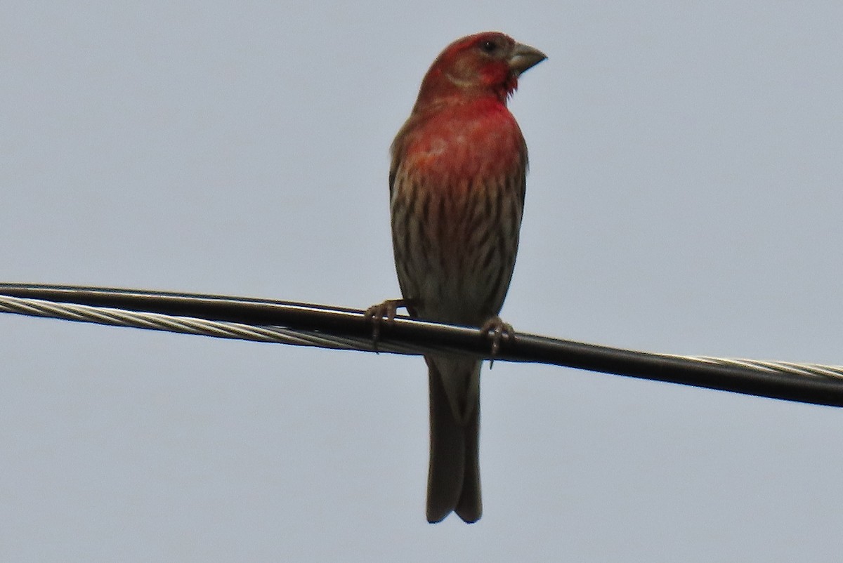 House Finch - ML634512474