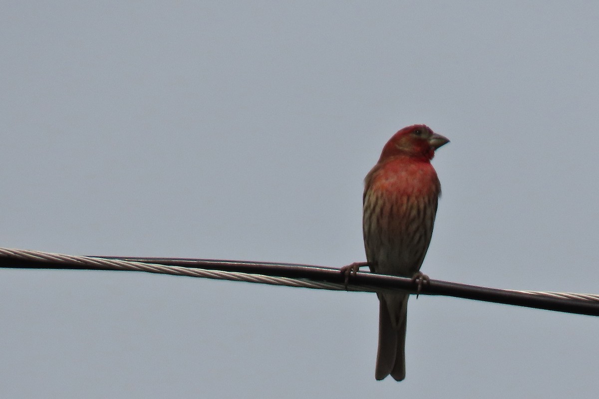 House Finch - ML634512475