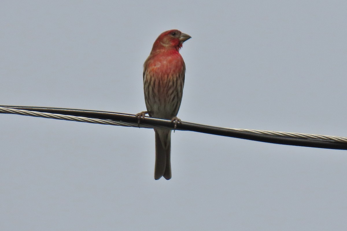 House Finch - ML634512476