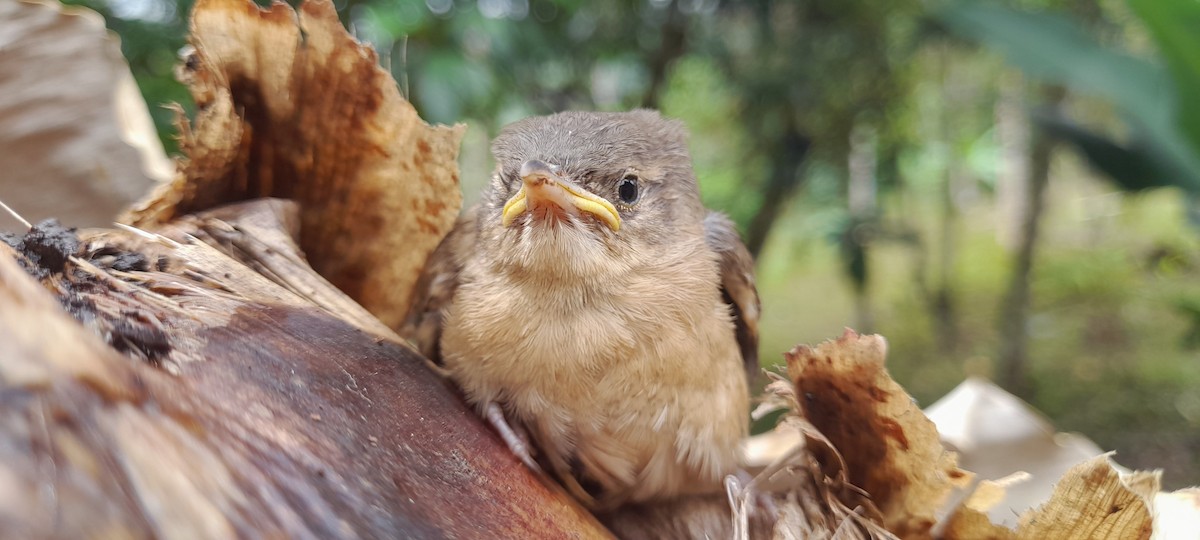 Southern House Wren - ML634512583