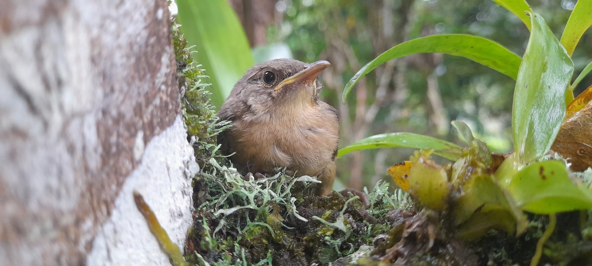 Southern House Wren - ML634512584