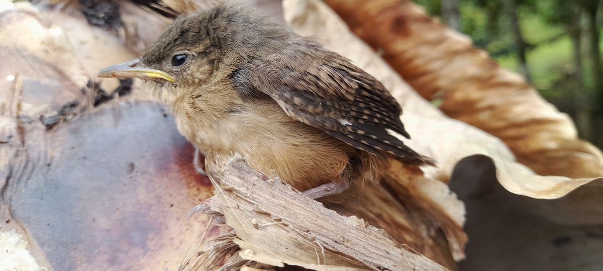 Southern House Wren - ML634512585