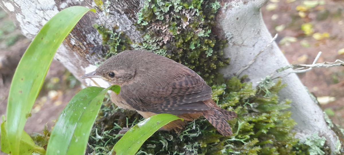 Southern House Wren - ML634512586