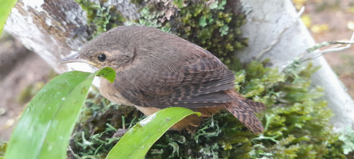 Southern House Wren - ML634512587