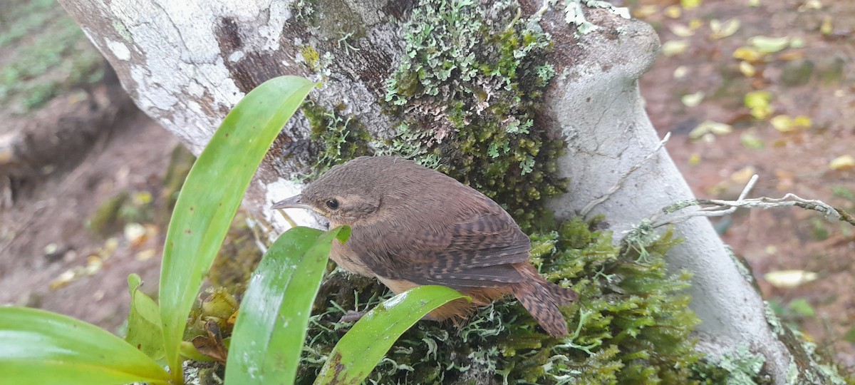 Southern House Wren - ML634512589