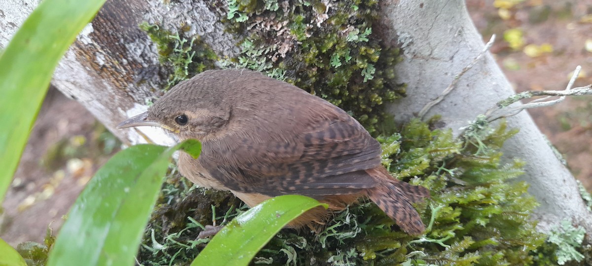 Southern House Wren - ML634512590
