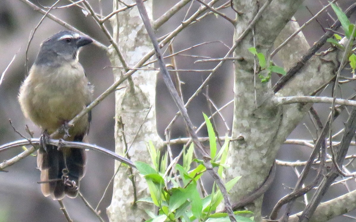 Bluish-gray Saltator - ML634512618