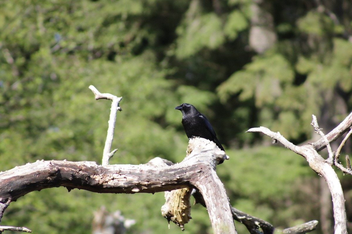 American Crow - ML634512619