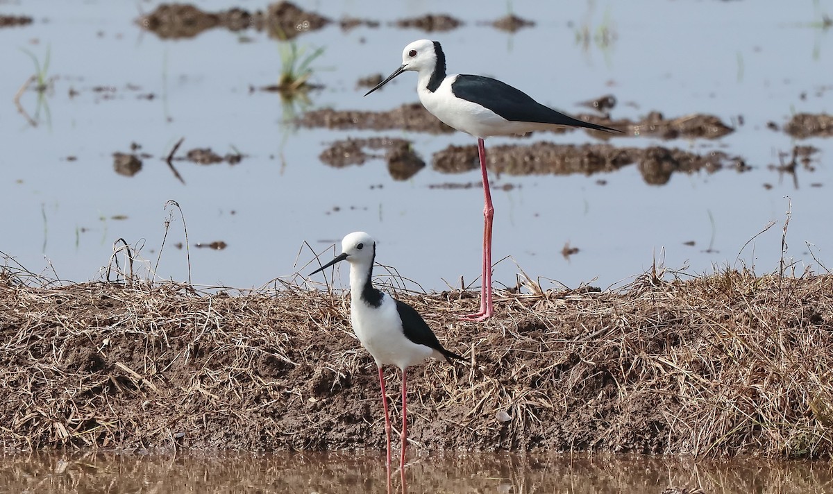 Pied Stilt - ML634512746
