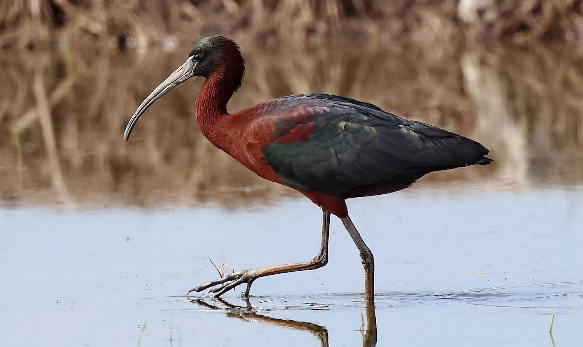 Glossy Ibis - ML634512749