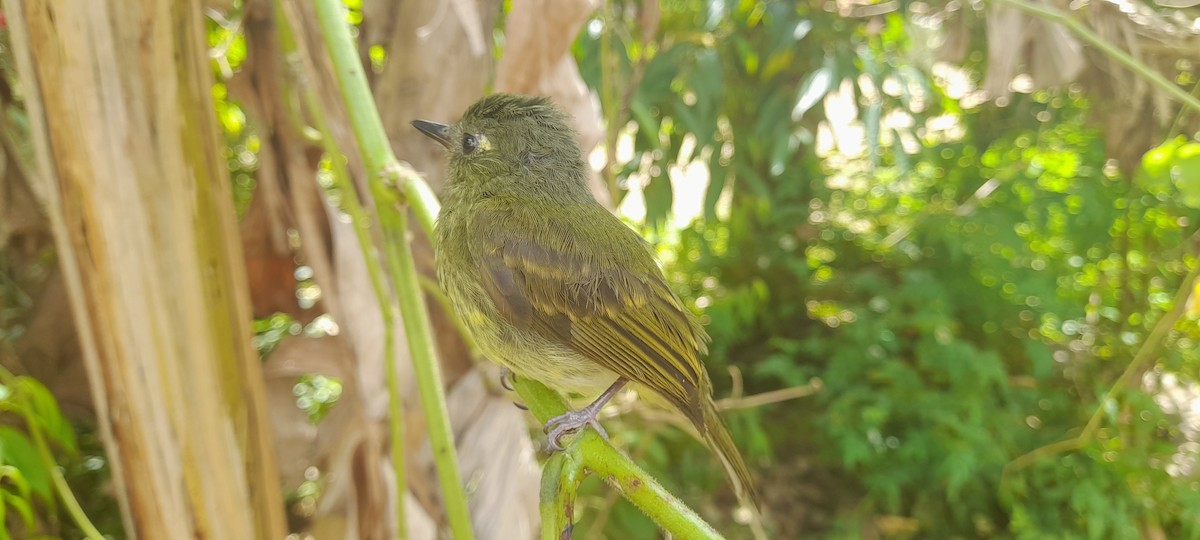 Streak-necked Flycatcher - ML634512766