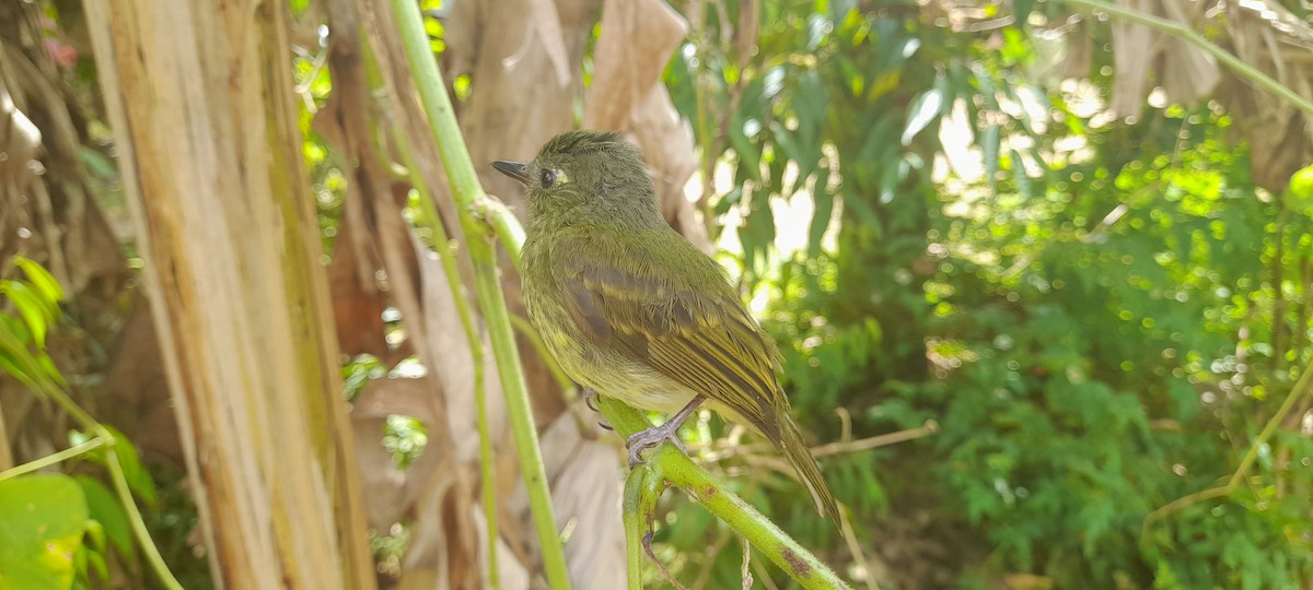 Streak-necked Flycatcher - ML634512767