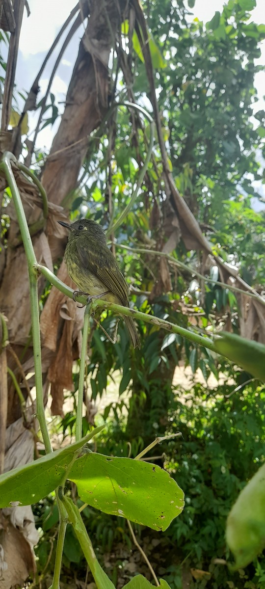 Streak-necked Flycatcher - ML634512770