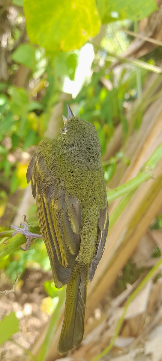 Streak-necked Flycatcher - ML634512771