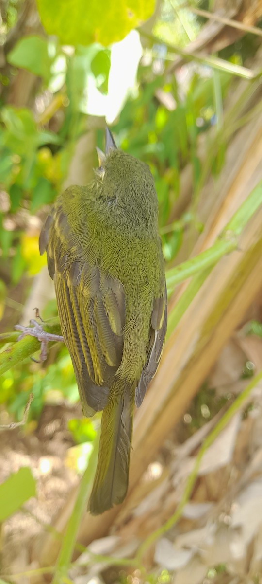 Streak-necked Flycatcher - ML634512772