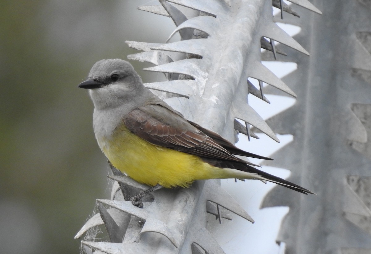 Western Kingbird - ML634512978