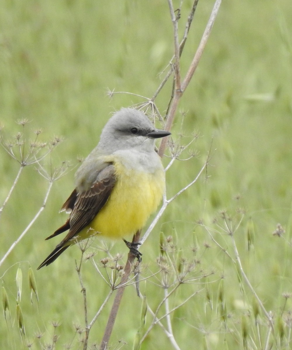 Western Kingbird - ML634512992