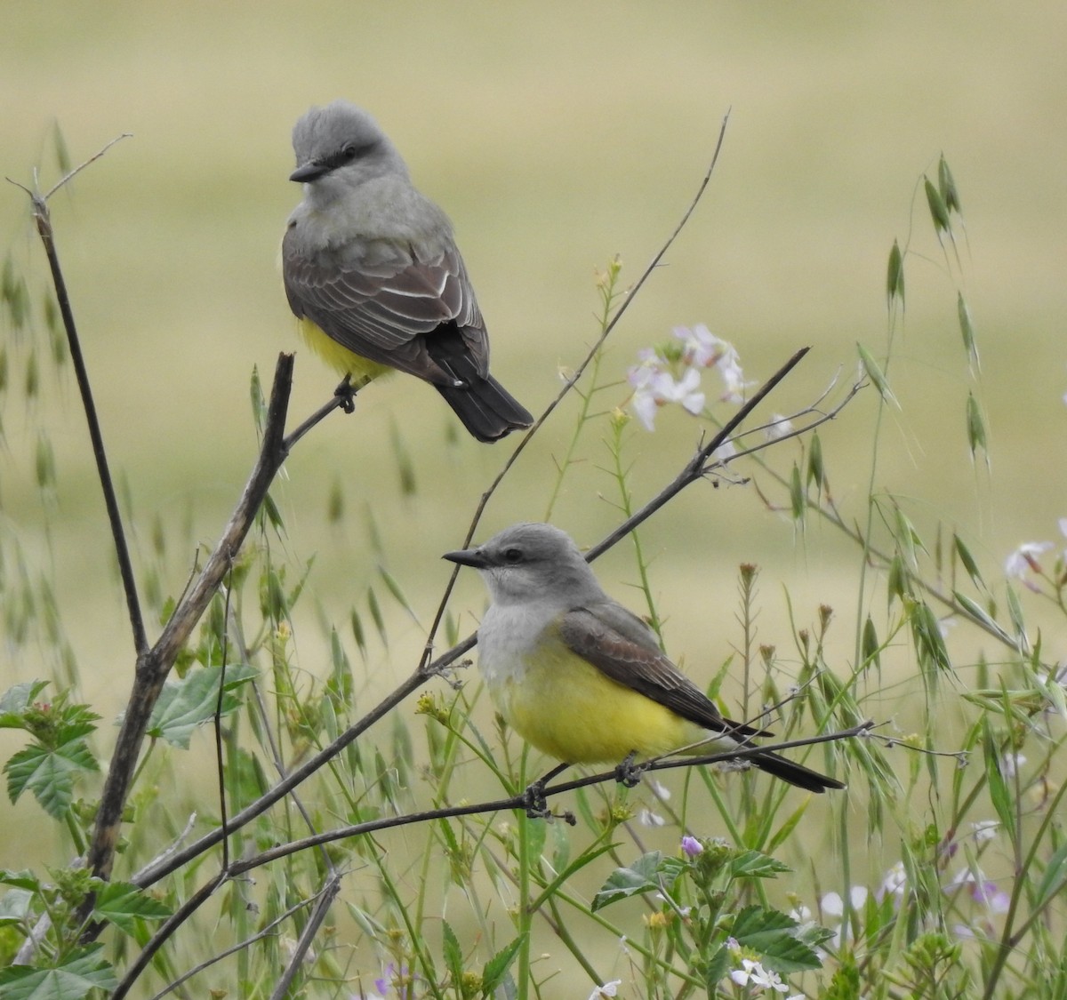 Western Kingbird - ML634512995