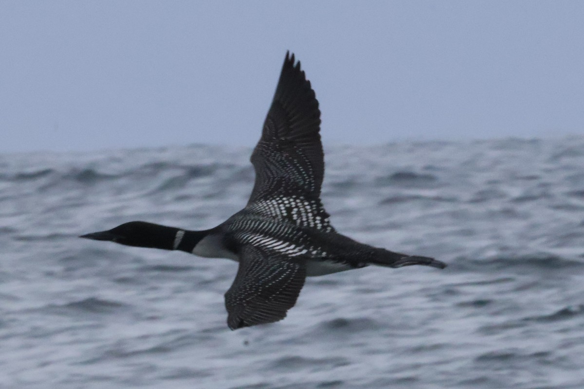 Common Loon - ML634513008