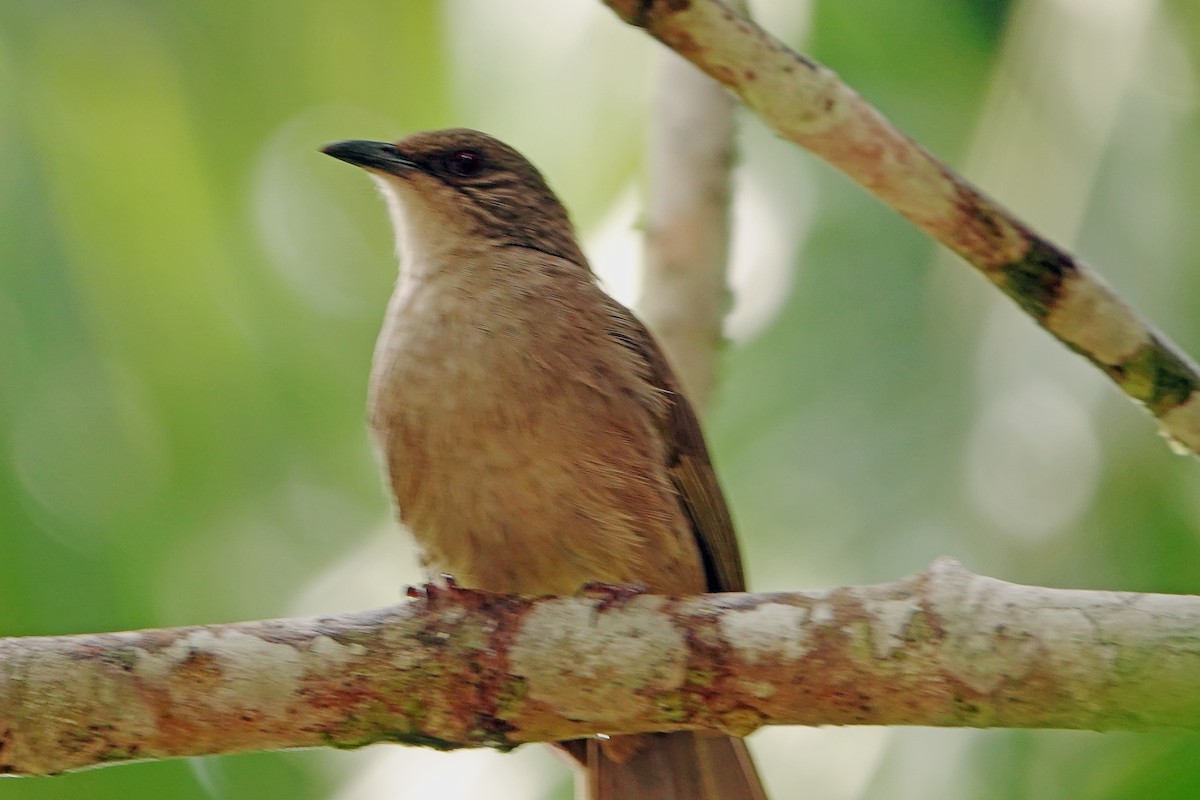 Olive-winged Bulbul - ML634513013