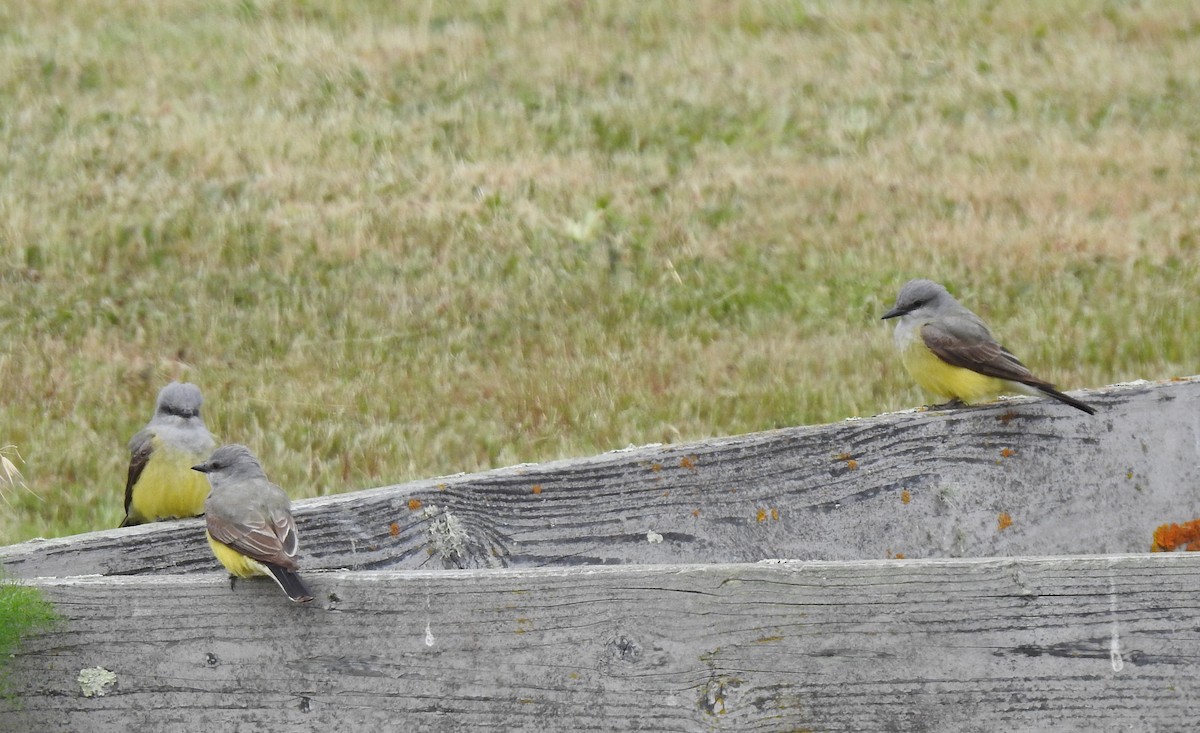 Western Kingbird - ML634513020
