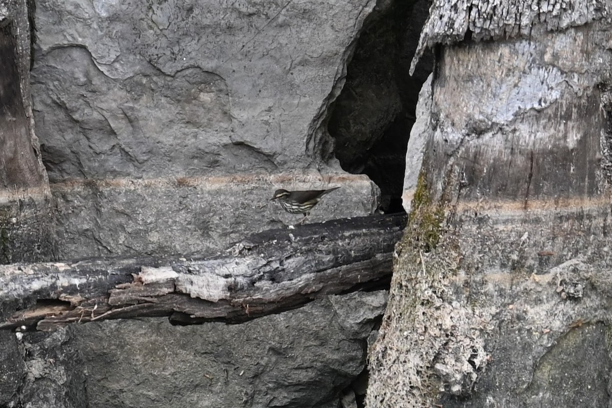 Northern Waterthrush - ML634513105