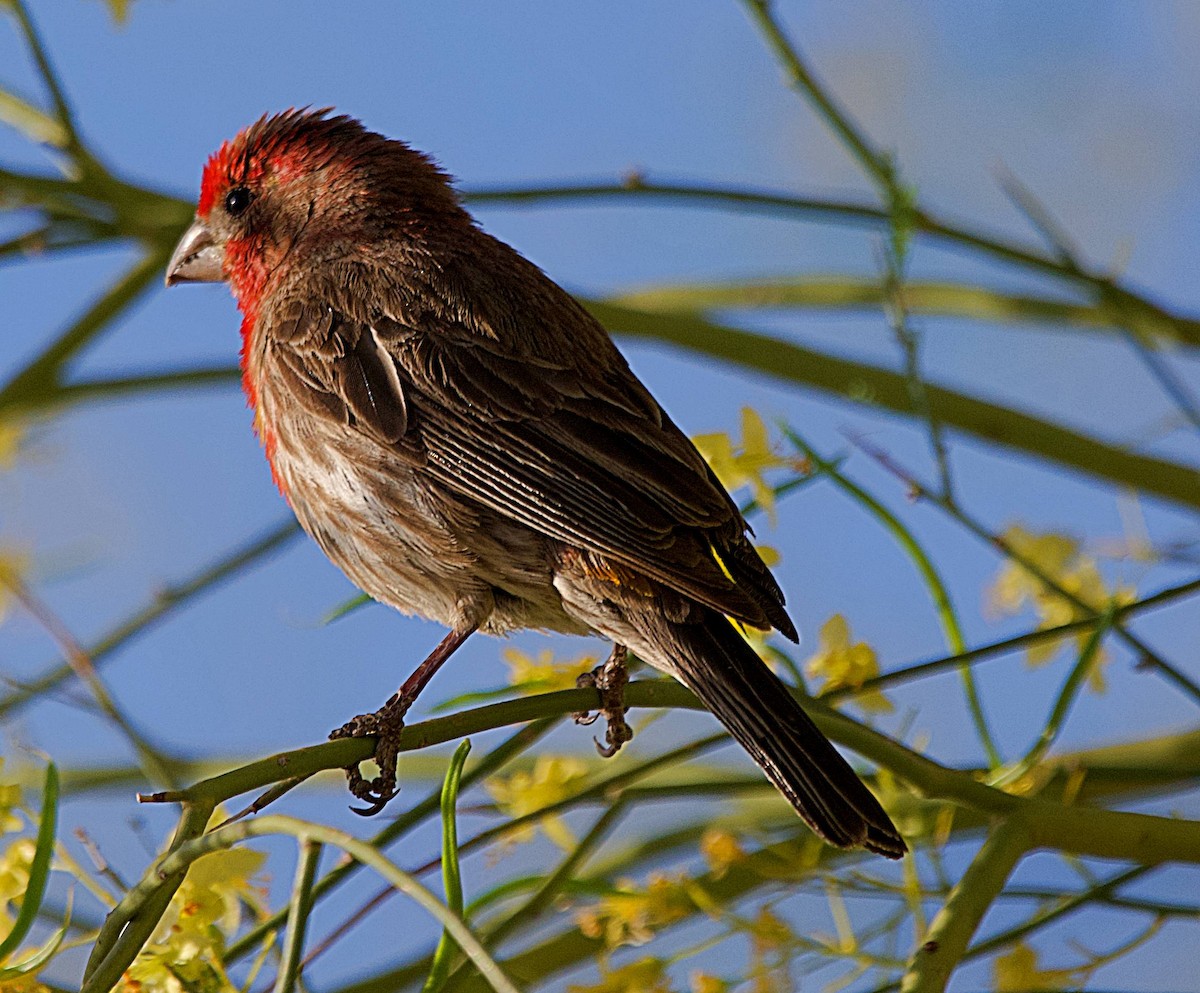 House Finch - ML634513184