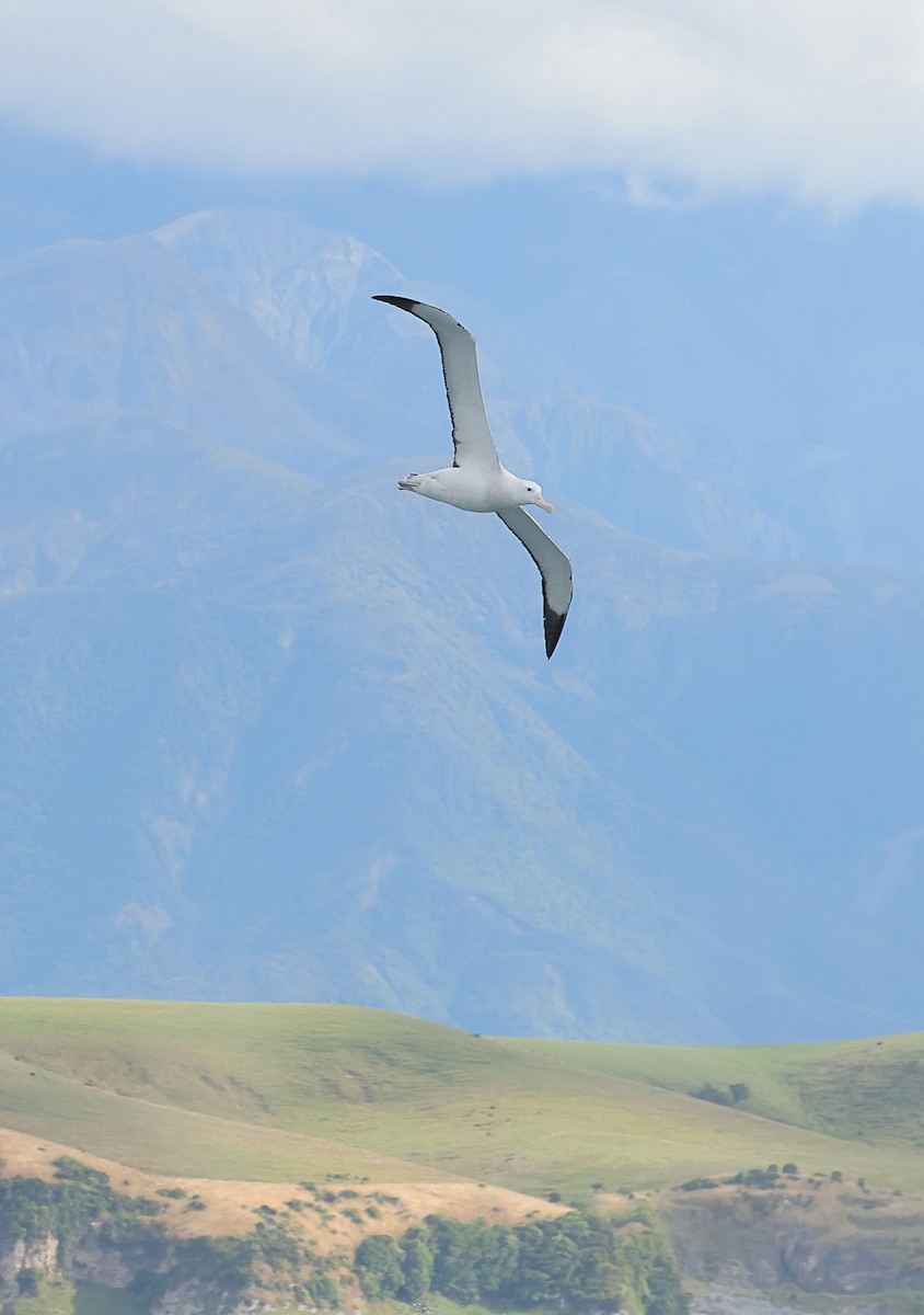 Antipodean Albatross (Gibson's) - ML634513257