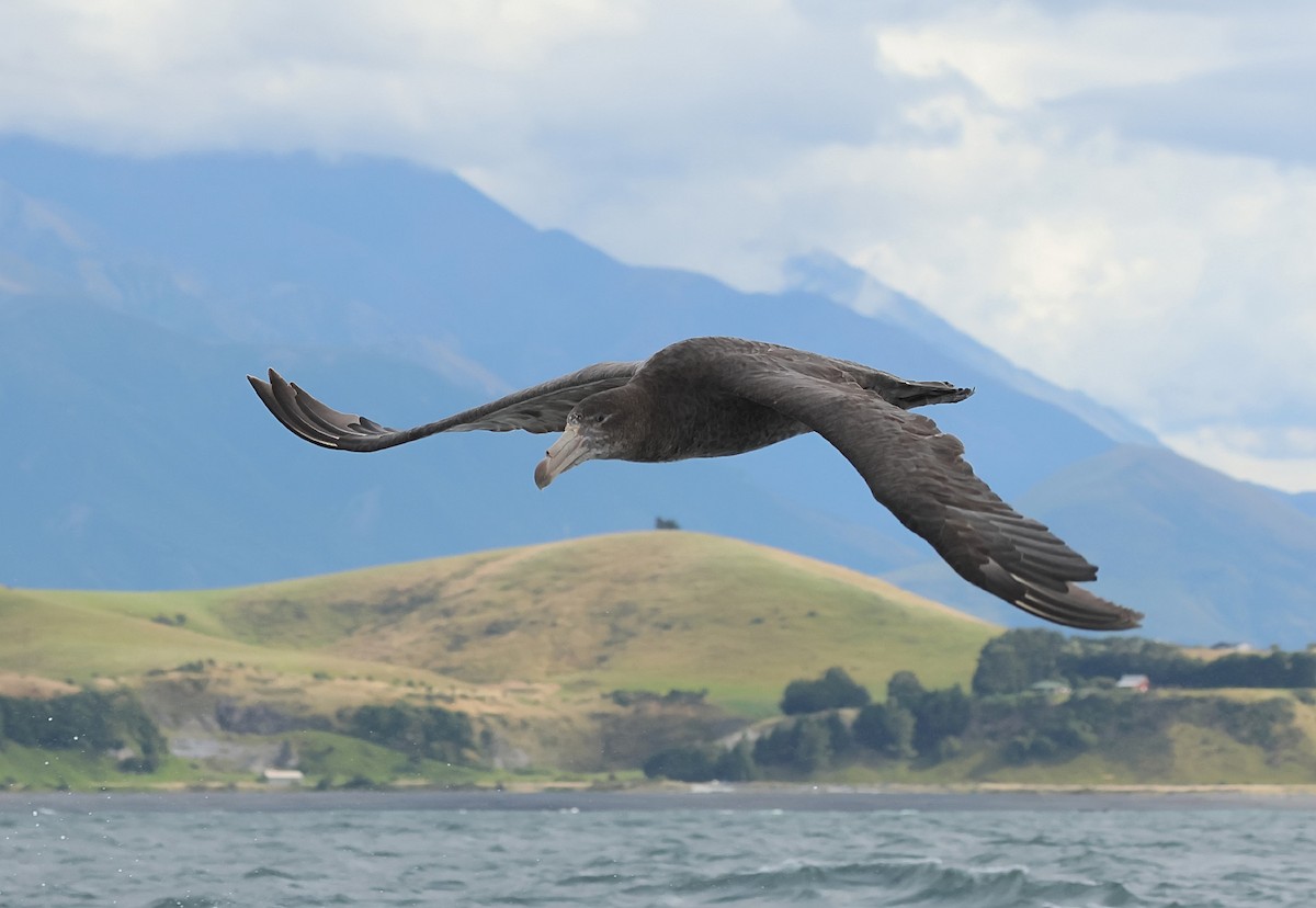 Northern Giant-Petrel - ML634513265
