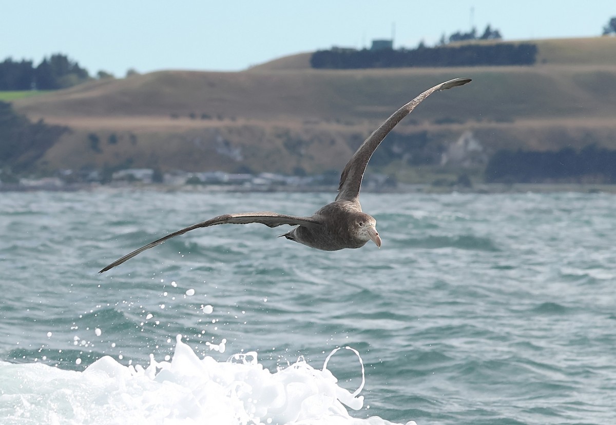 Northern Giant-Petrel - ML634513266