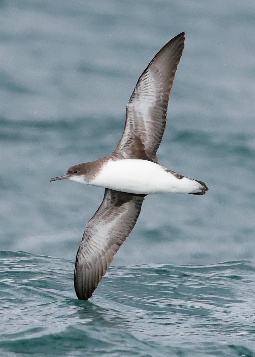 Hutton's Shearwater - ML634513278