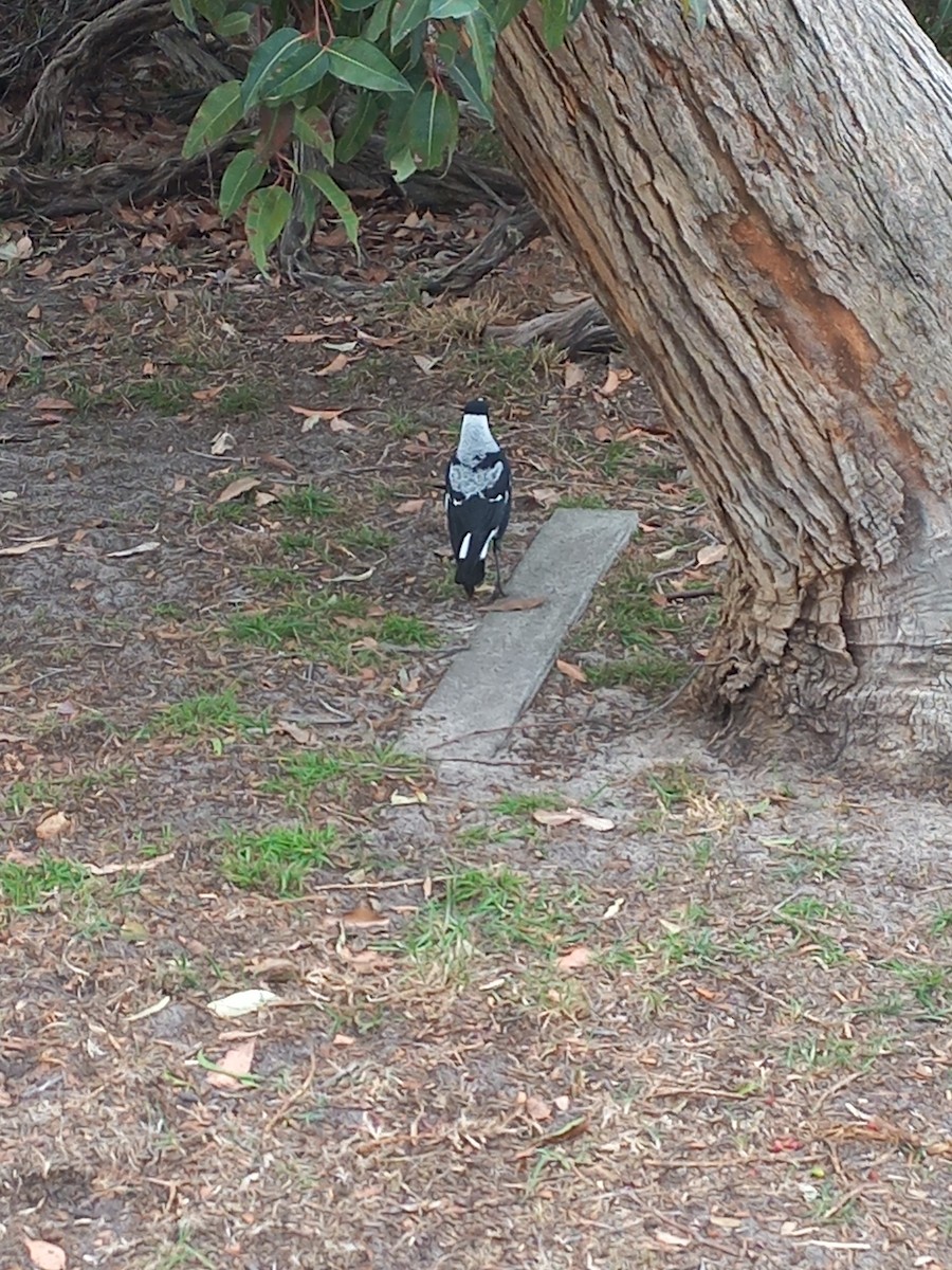 Australian Magpie (Black-backed x White-backed) - ML634513304