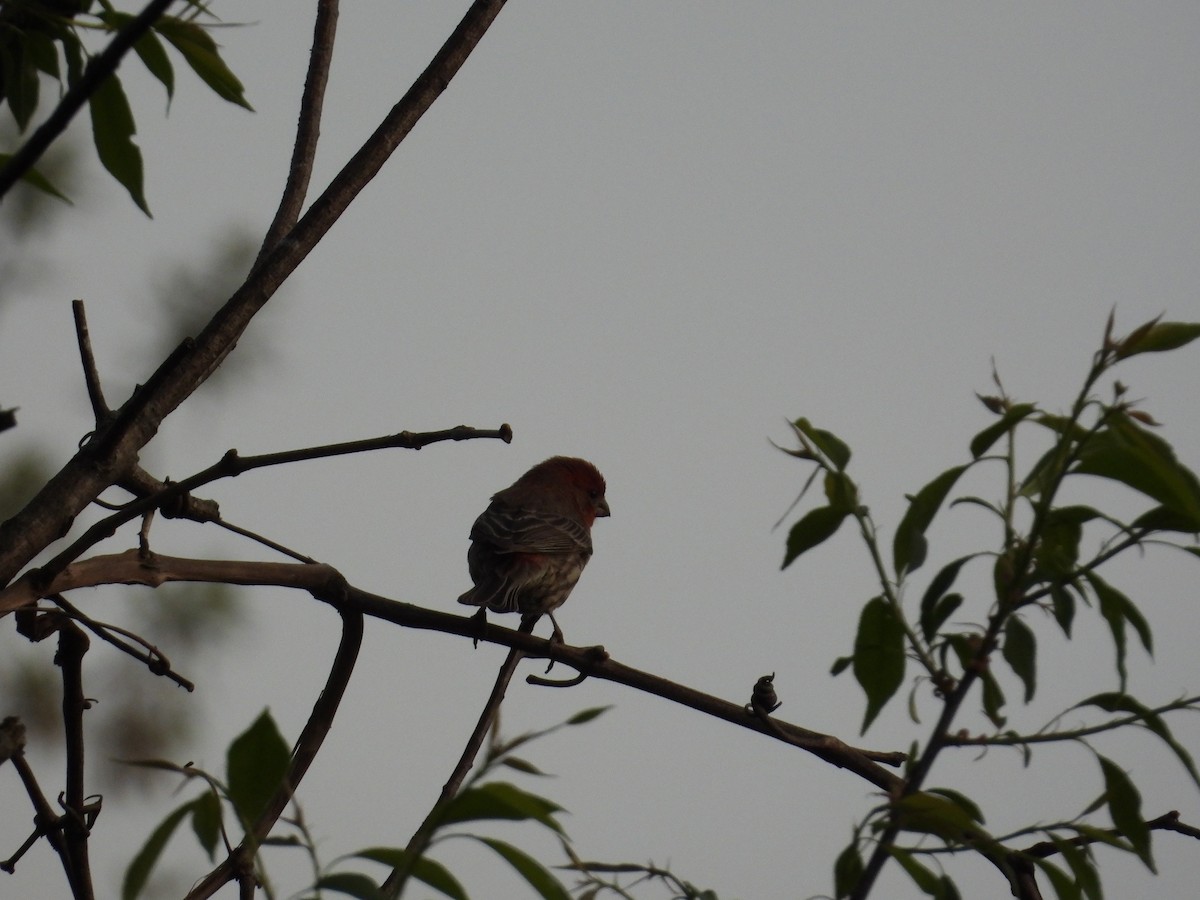 House Finch - ML634513315