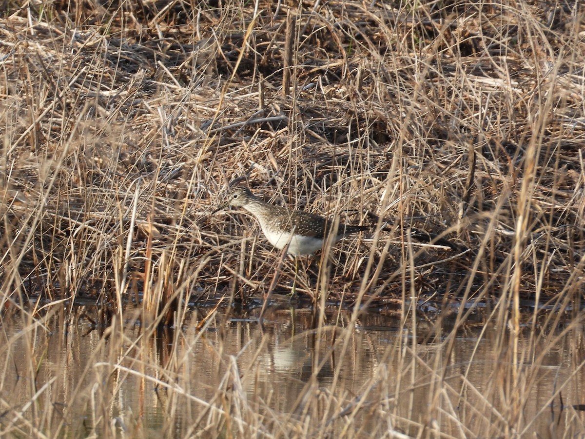 Solitary Sandpiper - ML634513475