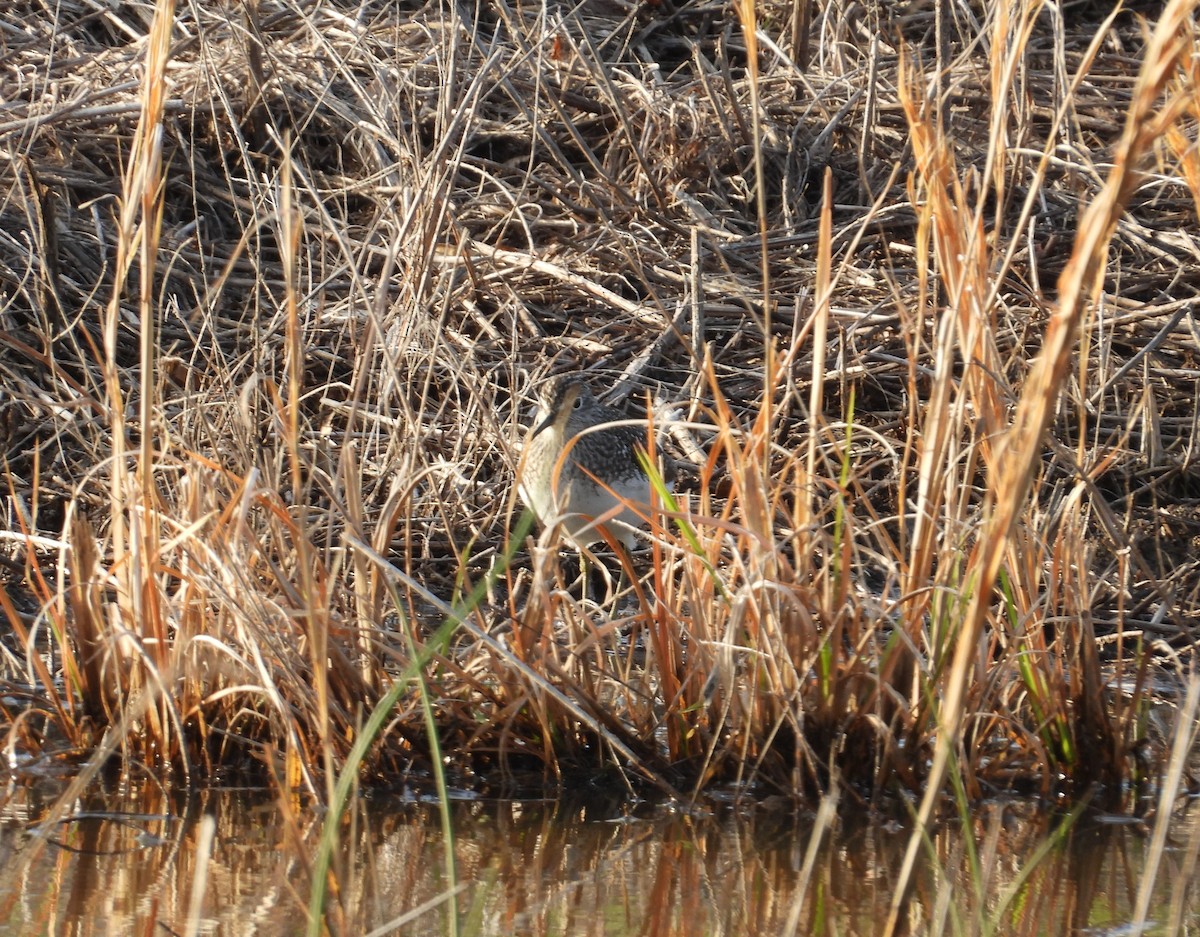 Solitary Sandpiper - ML634513476