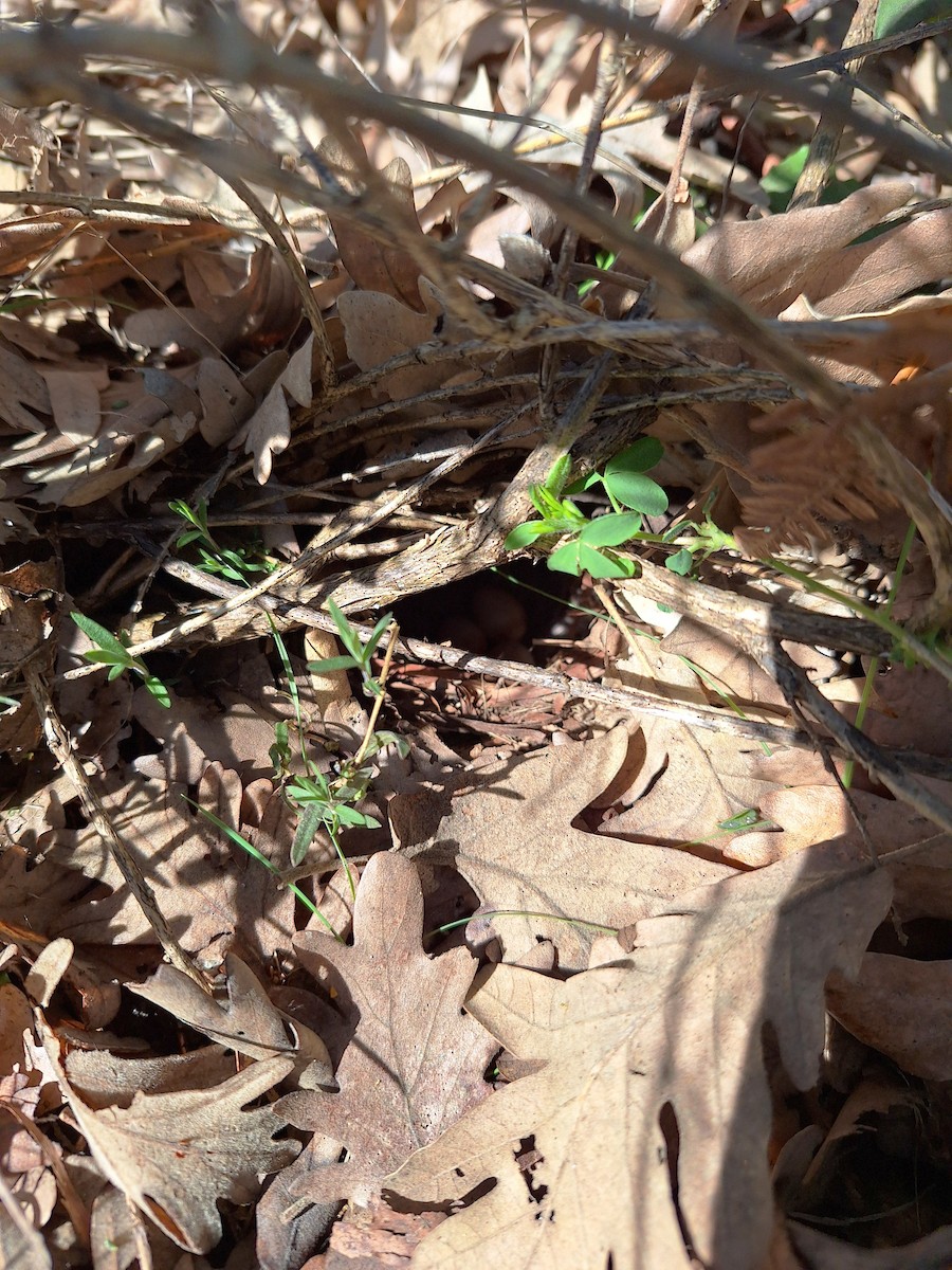 European Robin - ML634513512