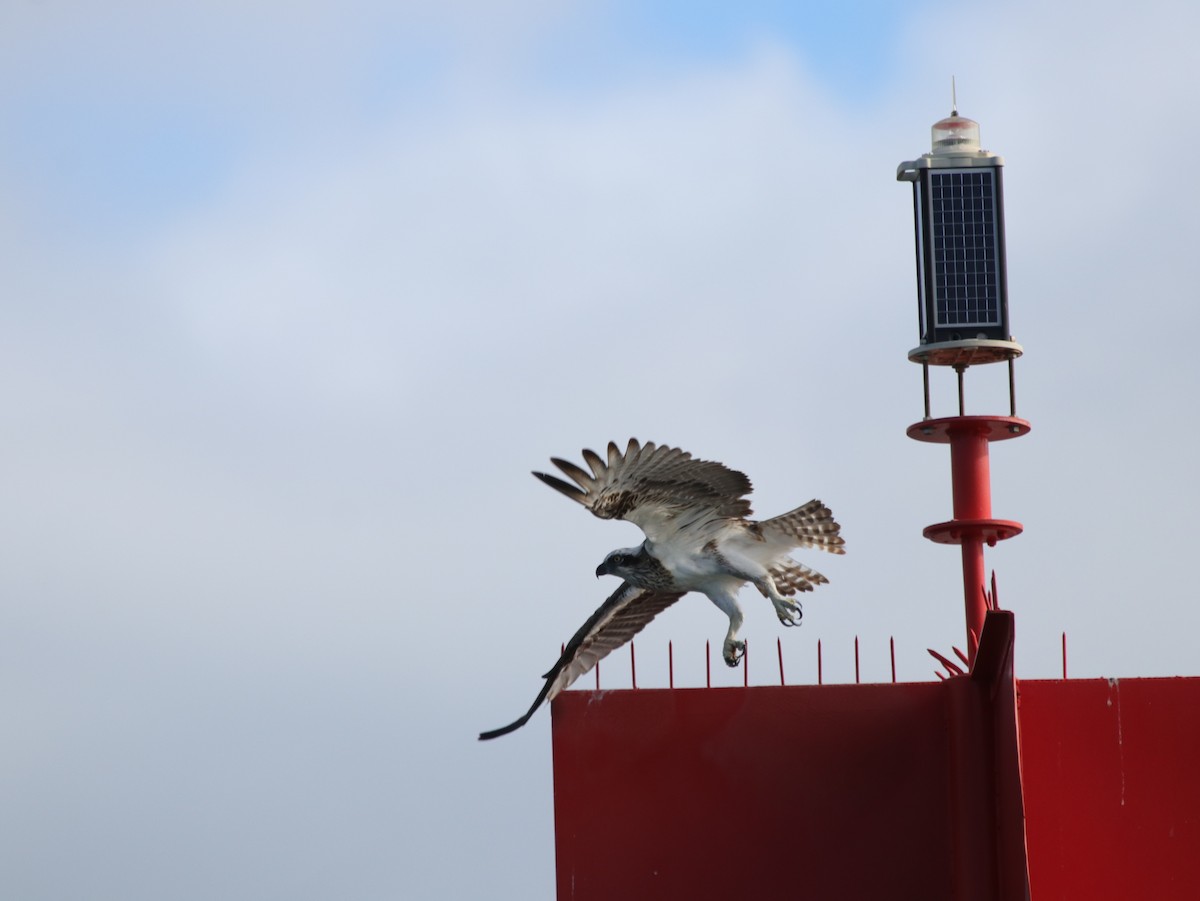 fiskeørn (cristatus) - ML634513529