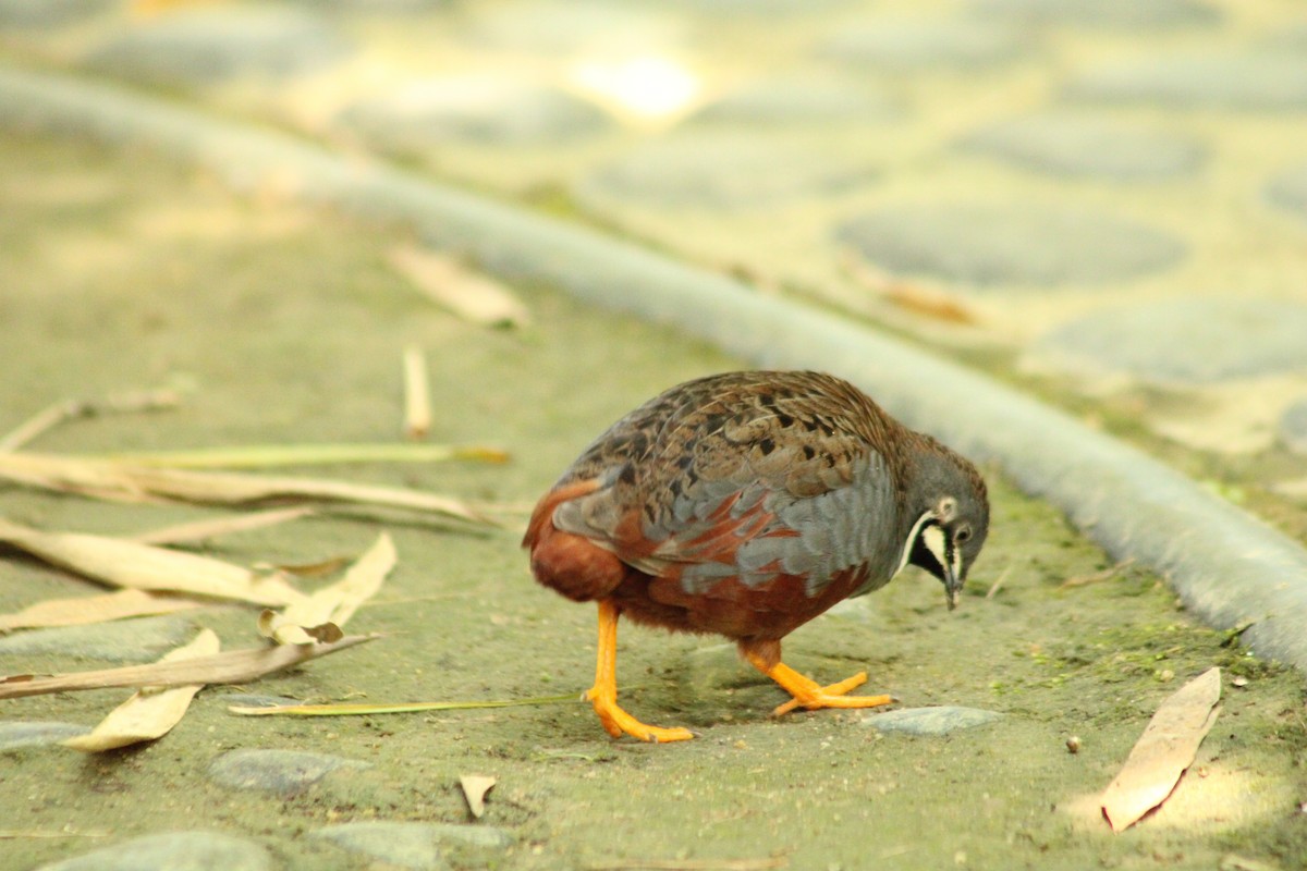 Blue-breasted Quail - ML634513628